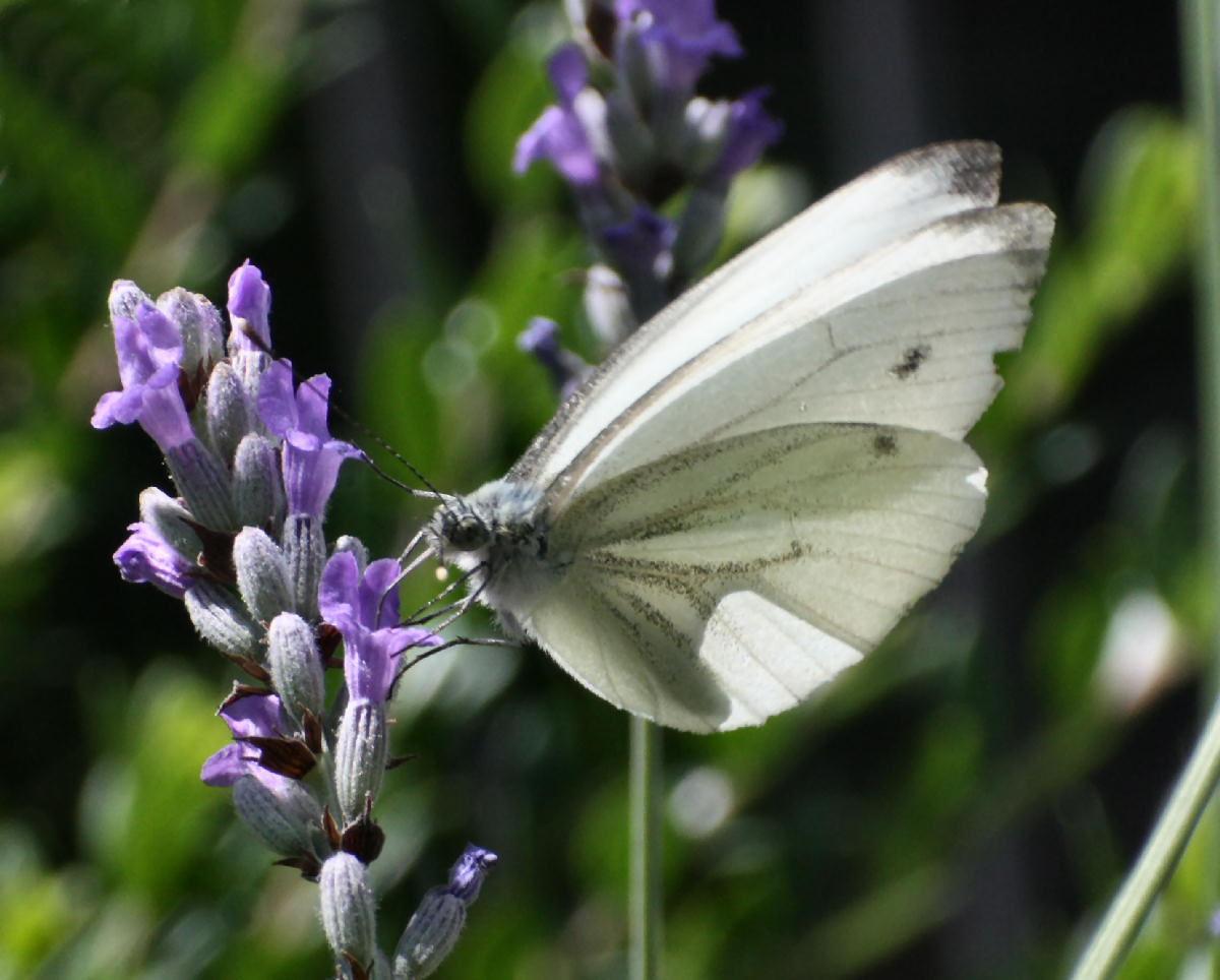 Pieris napi ?